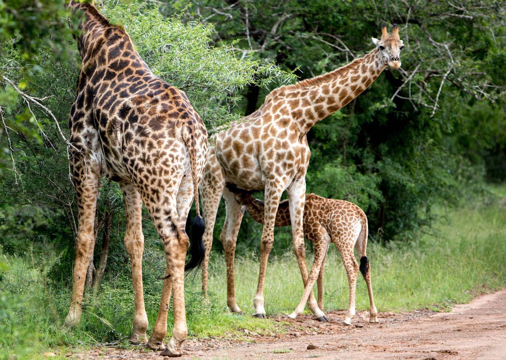 Royal Thonga Safari Lodge Sihangwane Εξωτερικό φωτογραφία