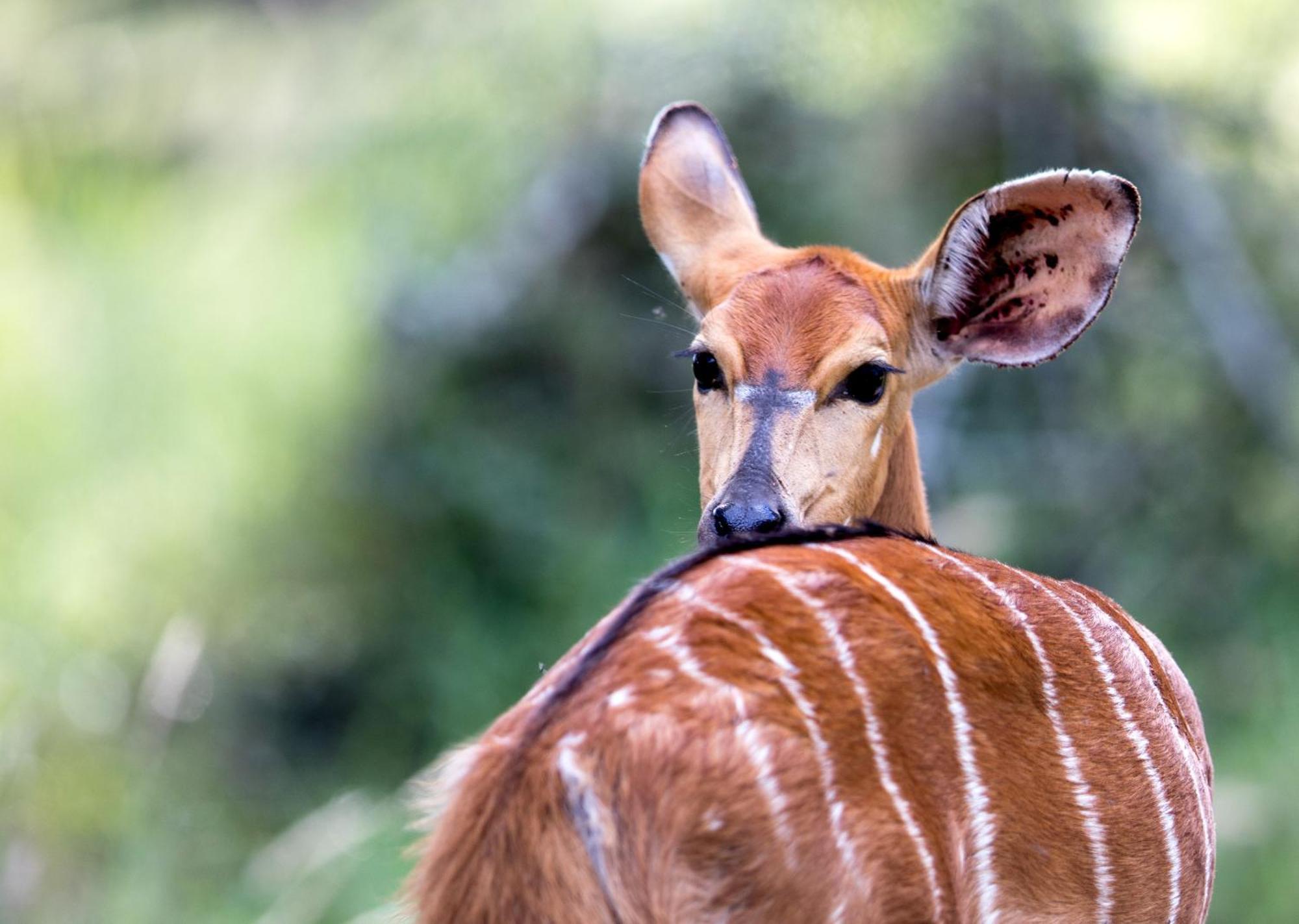 Royal Thonga Safari Lodge Sihangwane Εξωτερικό φωτογραφία