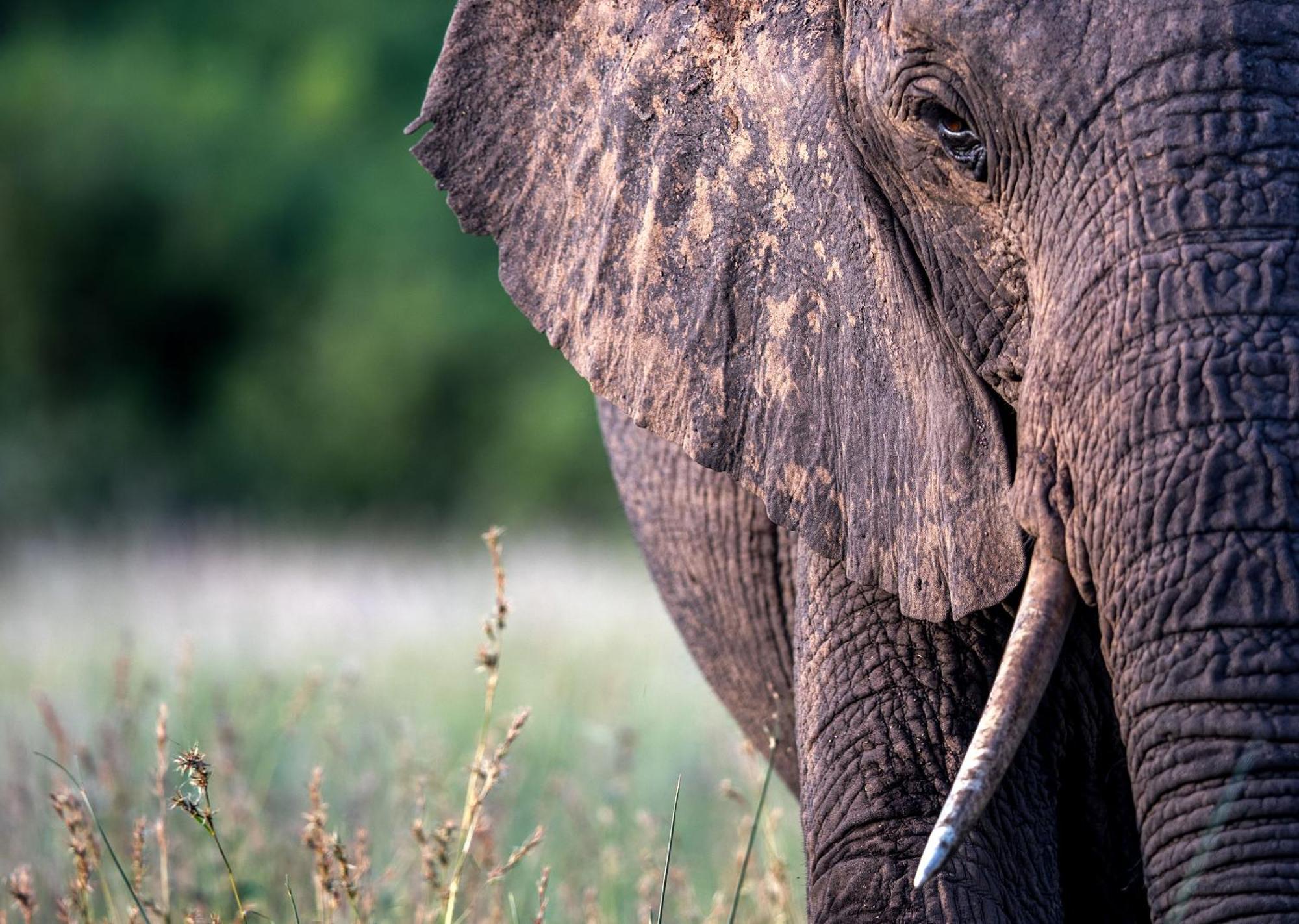 Royal Thonga Safari Lodge Sihangwane Εξωτερικό φωτογραφία
