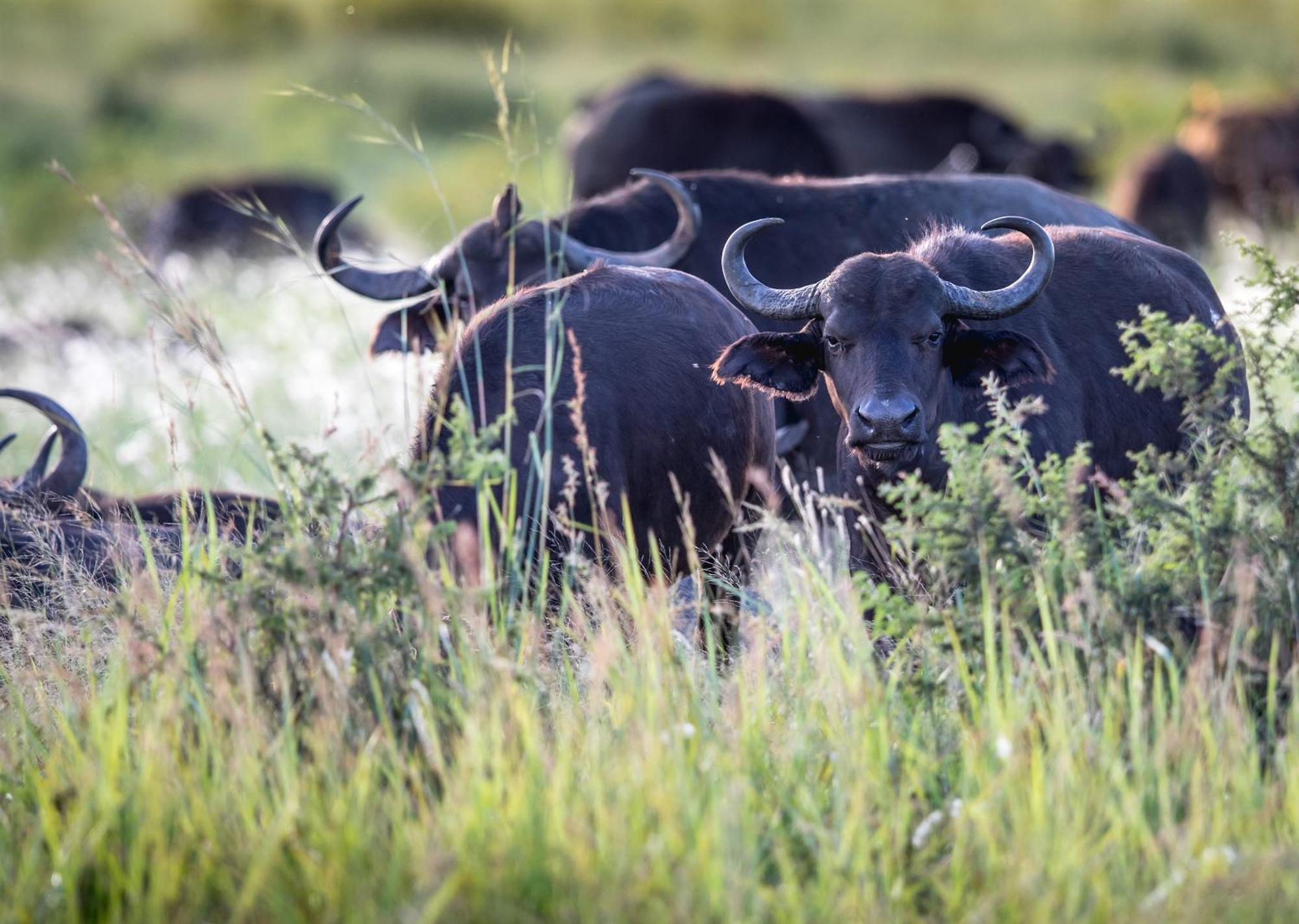 Royal Thonga Safari Lodge Sihangwane Εξωτερικό φωτογραφία