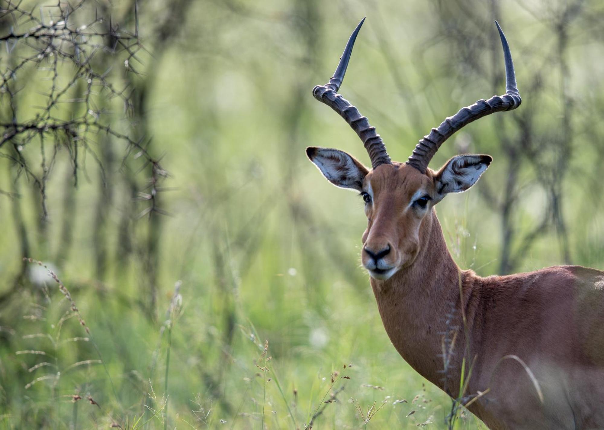 Royal Thonga Safari Lodge Sihangwane Εξωτερικό φωτογραφία