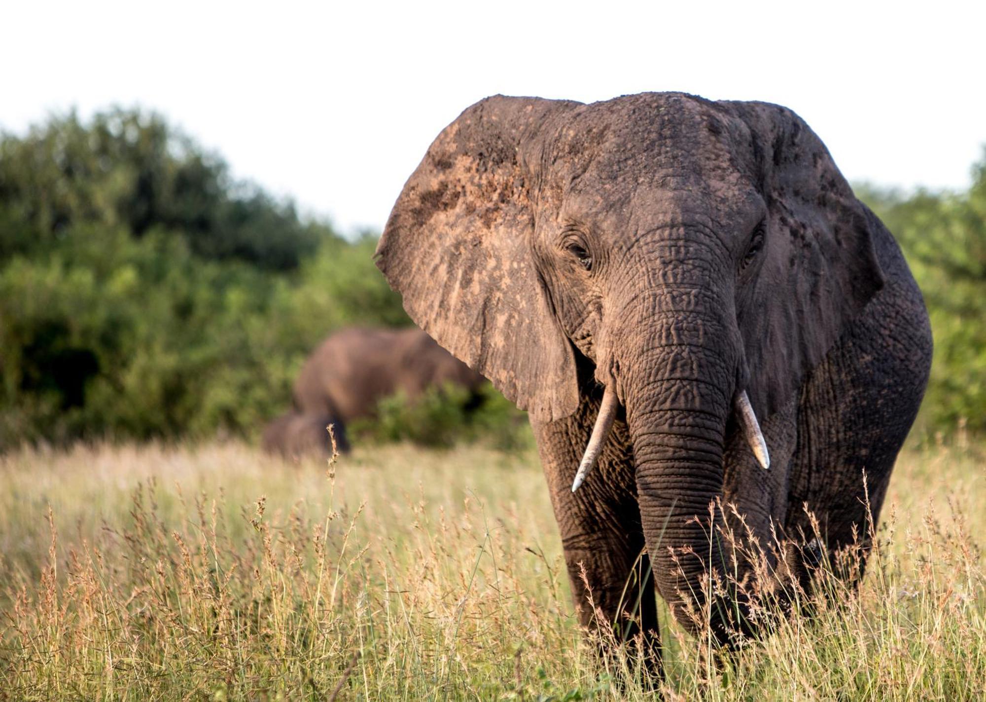 Royal Thonga Safari Lodge Sihangwane Εξωτερικό φωτογραφία