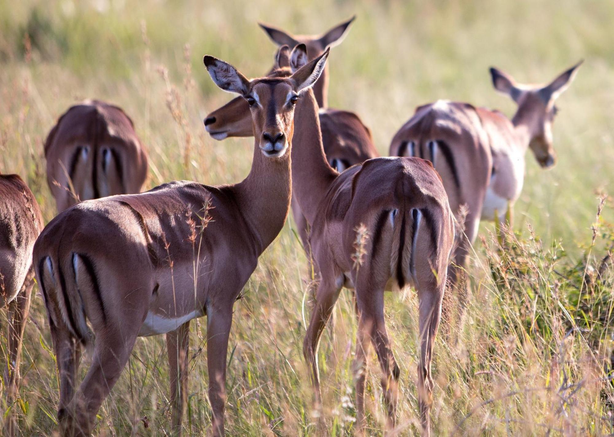 Royal Thonga Safari Lodge Sihangwane Εξωτερικό φωτογραφία