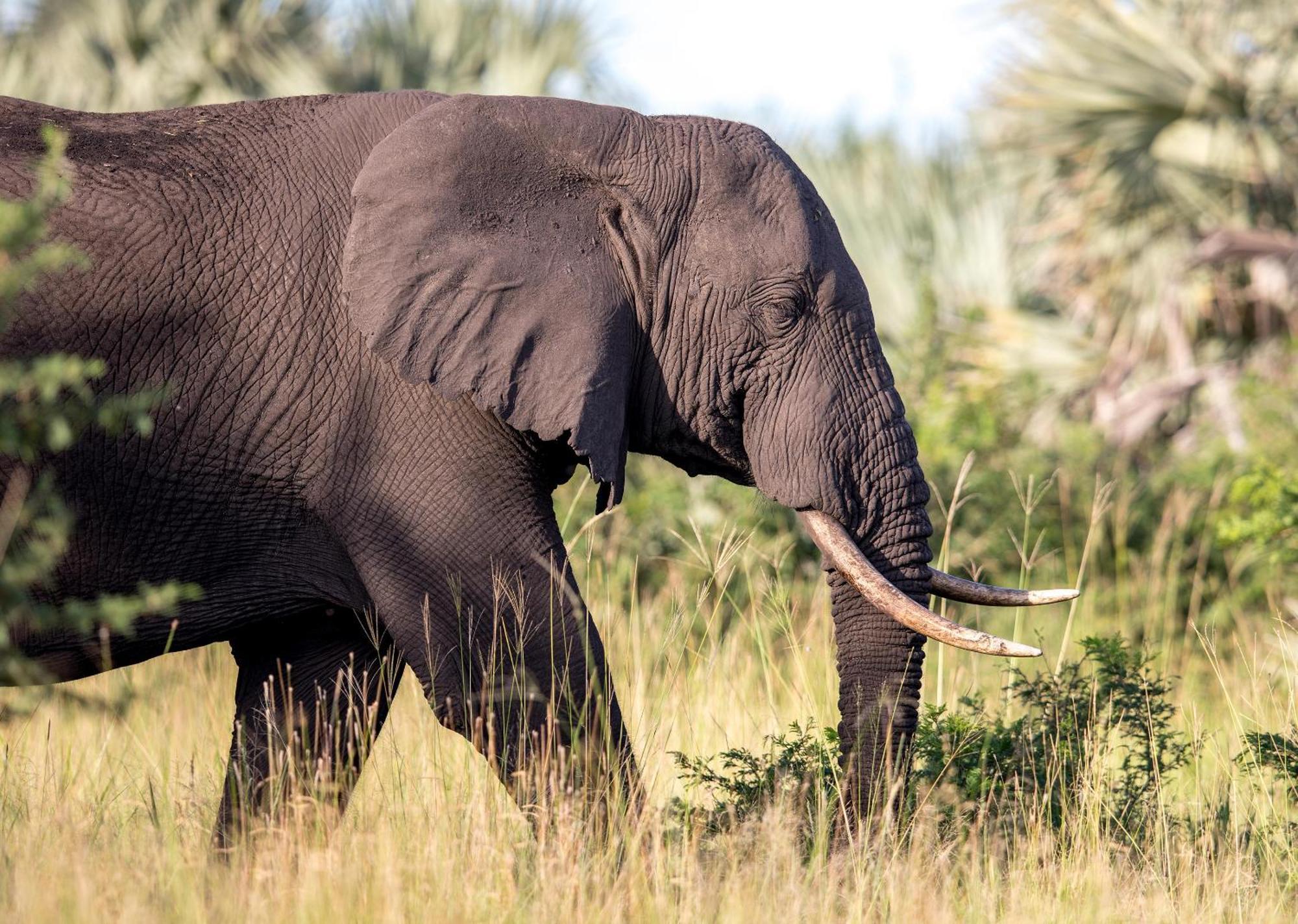 Royal Thonga Safari Lodge Sihangwane Εξωτερικό φωτογραφία
