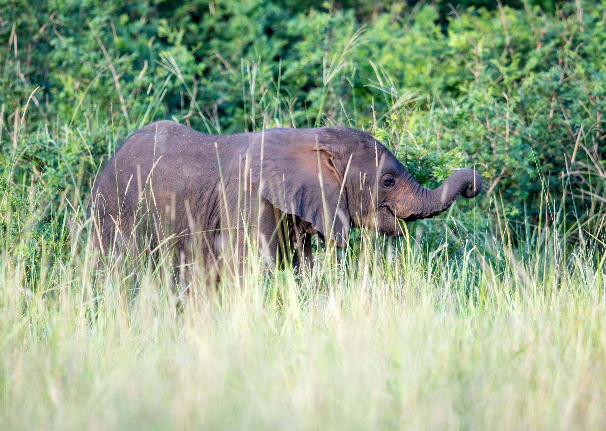 Royal Thonga Safari Lodge Sihangwane Εξωτερικό φωτογραφία